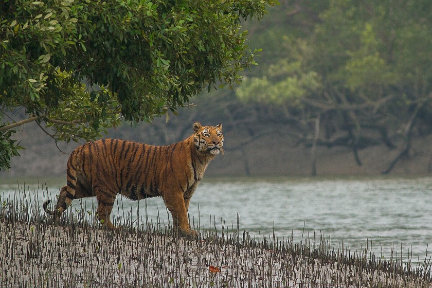 Sundarban Tiger one light journal